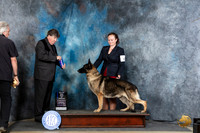 German Shepherd Dog #15 Thur BOWM Judge Charles Olvis