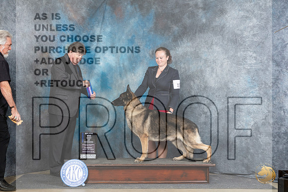 German Shepherd Dog #15 Thur BOWM Judge Charles Olvis__JP_3576_Fayetteville2024_HR3