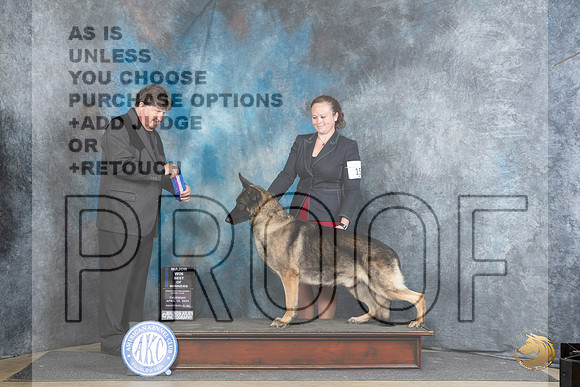 German Shepherd Dog #15 Thur BOWM Judge Charles Olvis__JP_3582_Fayetteville2024_HR3