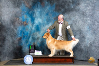 Golden Retriever #31 Thur OHG2 Judge Carolyn Herbel