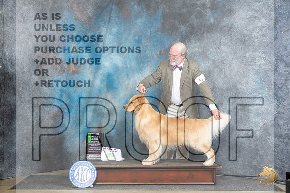 Golden Retriever #31 Thur OHG2 Judge Carolyn Herbel__JP_3472_Fayetteville2024_HR3
