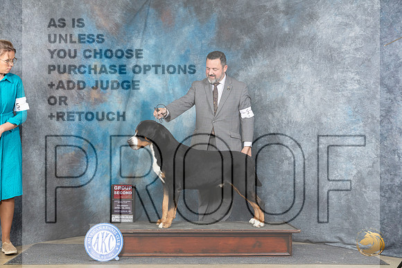 Greater Swiss Mountain Dog #5 Thur G2 Judge Carolyn Herbel__JP_3768_Fayetteville2024_HR3