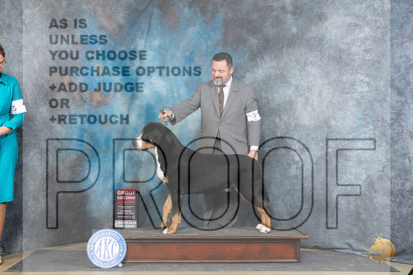 Greater Swiss Mountain Dog #5 Thur G2 Judge Carolyn Herbel__JP_3769_Fayetteville2024_HR3