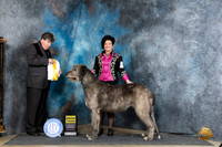 Irish Wolfhound #7 Thur G3 Judge Charles Olvis