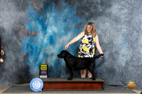 Labrador Retriever #29 Thur G3 Judge Elizabeth Muthard