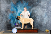 Mastiff #7 Thur WDOHBOB Judge Elizabeth Muthard