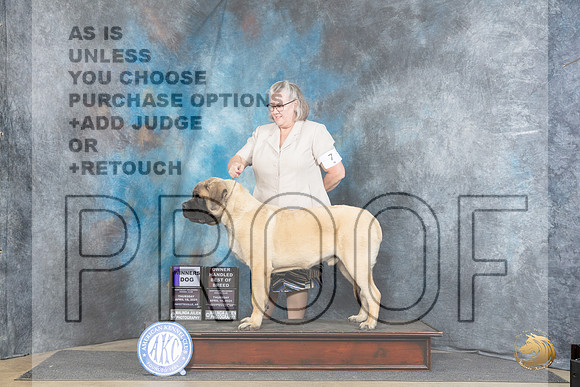 Mastiff #7 Thur WDOHBOB Judge Elizabeth Muthard__JP_3439_Fayetteville2024_HR3