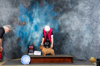 Norwich Terrier #8 Thur G2 Judge Elizabeth Muthard