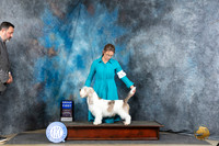 PBGV #5 Thur G1 Judge Charles Olvis