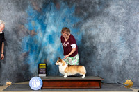 Pembroke Welsh Corgi #15 Thur G2 Judge Elizabeth Muthard