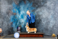 Pembroke Welsh Corgi #18 Thur WBM Judge Carol Moser