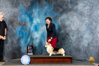 Pembroke Welsh Corgi #24 Thur BOSGCH Judge Carol Moser