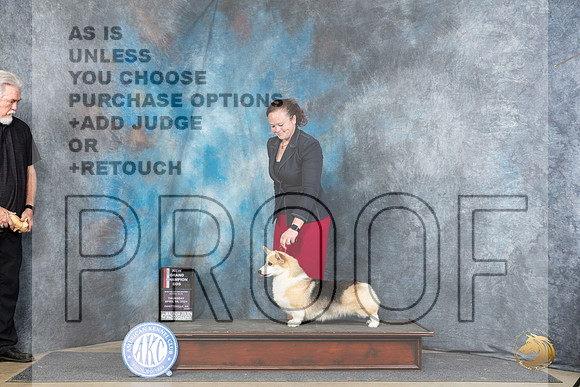 Pembroke Welsh Corgi #24 Thur BOSGCH Judge Carol Moser__JP_3730_Fayetteville2024_HR3