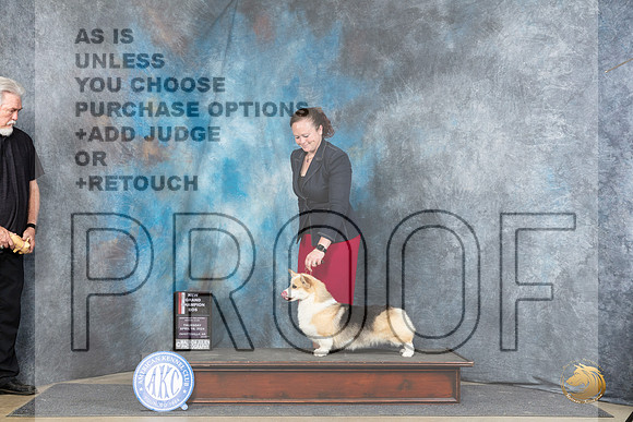 Pembroke Welsh Corgi #24 Thur BOSGCH Judge Carol Moser__JP_3731_Fayetteville2024_HR3