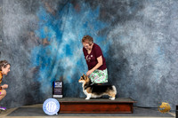 Pembroke Welsh Corgi #9 Thur BOWM Judge Carol Moser