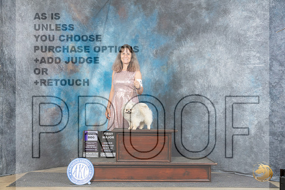 Pomeranian #11 Thur WDOHBOBM Judge Elizabeth Muthard r__JP_3420_Fayetteville2024_HR3
