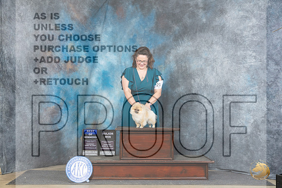 Pomeranian #6 Thur BOWM Judge Elizabeth Muthard__JP_3346_Fayetteville2024_HR3