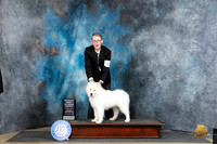 Samoyed #6 Thur PRBIS Judge Linda Hurlebaus