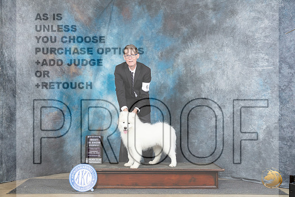 Samoyed #6 Thur PRBIS Judge Linda Hurlebaus__JP_3380_Fayetteville2024_HR3