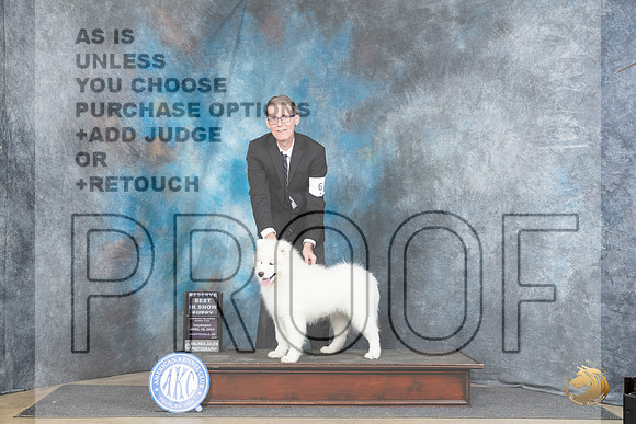 Samoyed #6 Thur PRBIS Judge Linda Hurlebaus__JP_3381_Fayetteville2024_HR3