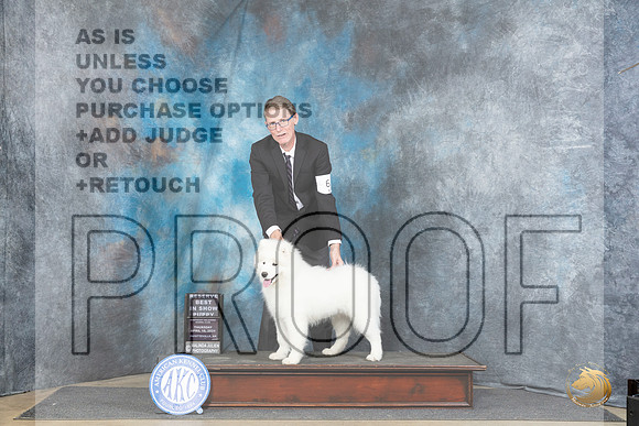 Samoyed #6 Thur PRBIS Judge Linda Hurlebaus__JP_3387_Fayetteville2024_HR3