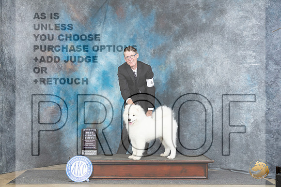 Samoyed #6 Thur PRBIS Judge Linda Hurlebaus__JP_3392_Fayetteville2024_HR3