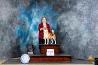 Shiba Inu #7 Thur OHG1 Judge Carolyn Herbel