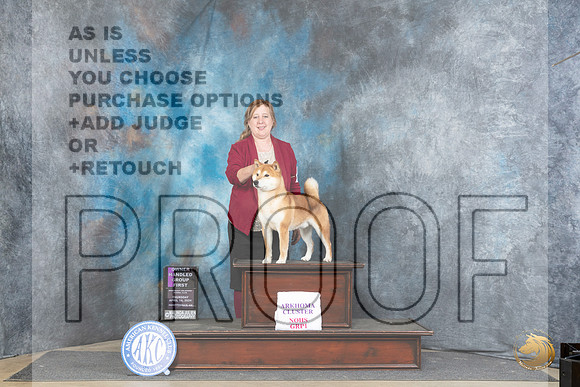 Shiba Inu #7 Thur OHG1 Judge Carolyn Herbel__JP_3567_Fayetteville2024_HR3