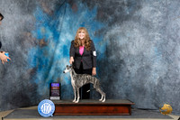 Whippet #18 Thur BOBOHBOB Judge Carol Moser