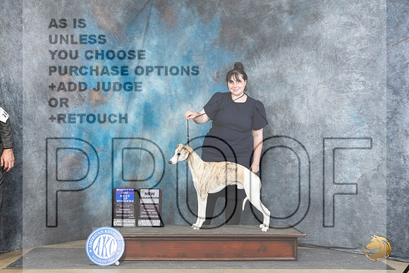 Whippet #7 Thur BOWCH Judge Carol Moser__JP_3646_Fayetteville2024_HR3
