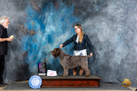 Wirehaired Pointing Griffon #6 Thur OHG1 Judge Carolyn Herbel