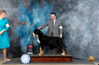 Greater Swiss Mountain Dog #5 Thur G2 Judge Carolyn Herbel
