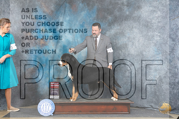 Greater Swiss Mountain Dog #5 Thur G2 Judge Carolyn Herbel__JP_3767_Fayetteville2024_HR3