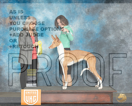 Ibizan Hound #108 Fri G4 Judge Nina Marie Sherrer__JP_2327e_UKCLongviewApr_2024_HR3