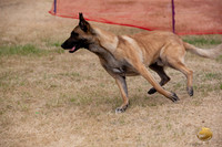 *Precision Coursing Longview WA 2024 Belgian Malinois