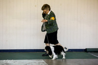 Cavalier King Charles Spaniel Sat S1 Ring