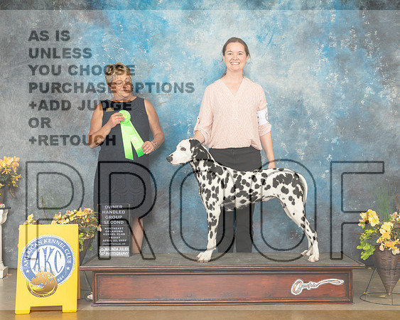 Dalmatian #6 Fri OHG2 Judge Cathy Daugherty-MMJ_9757-NWARK2022-HR3