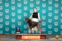 Poodle Standard Multi #112 Fri G1 Judge Matt Proctor