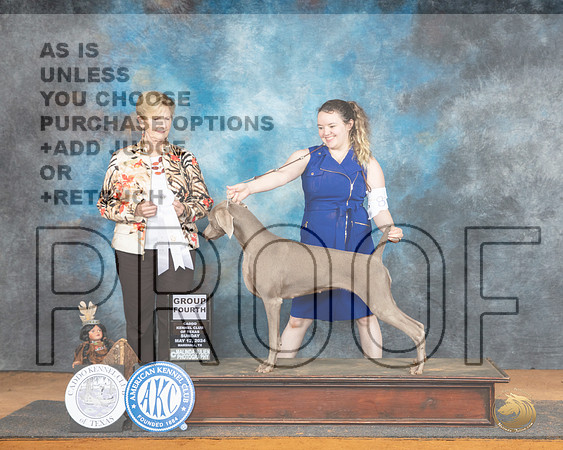 Weimaraner #6 Sun G4 Judge Karen Hynek__JP_8873_MARSHALL_2024_HR3