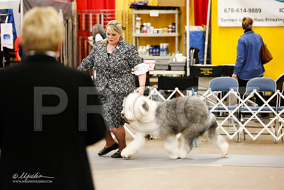 _RH_2222-AddisonHuskyMar2015-HR3