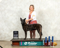 Dutch Shepherd #782 NOvC