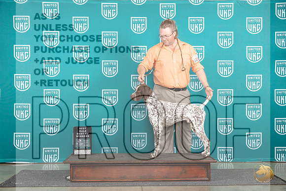 German Shorthaired Poinnter #474 Fri BMBOW Judge Tracie Karsjens__JP_1568_Premier_2024_HR3