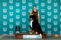 Bernese Mountain Dog #1173 Sat TDG2 Judge Carianna Glenn