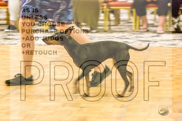 Manchester Terrier MTOY Candids-JJL_2050-Hstn2022_HR3