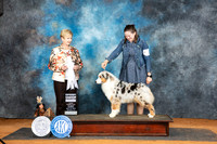 Australian Shepherd #14 Sun G4 Judge Karen Hynek