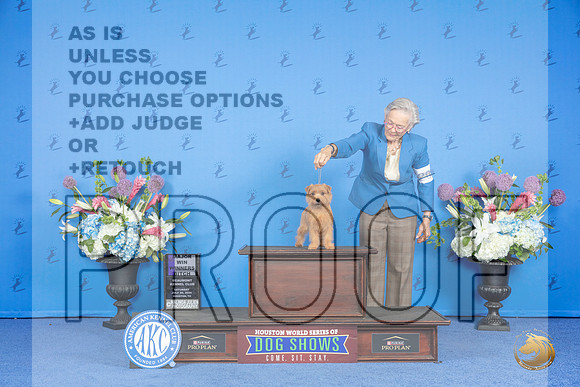 Norfolk Terrier #20 SAT WB M Judge Nancy Liebes__JP_0025_Houston_2024_HR3