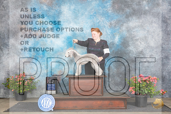 Bedlington Terrier #8 Sat BPIS Judge Wendy G Willhauck__JP_4779_San Antonio_2024_HR3
