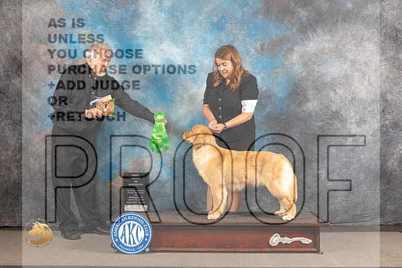 Golden Retriever #14 WED BPIS Judge Pluis Davern_MJ_2786_Houston_2022_HR3