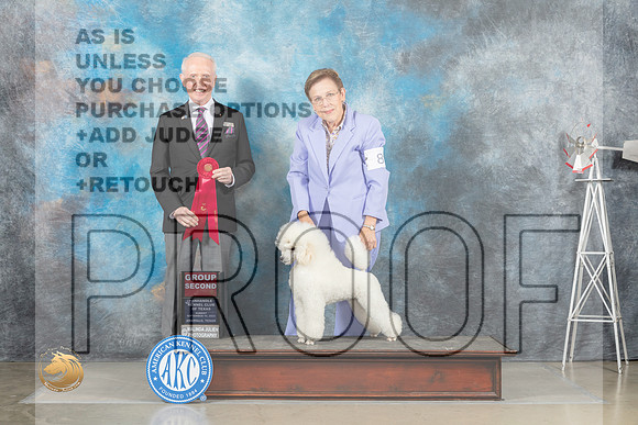 Poodle Miniature #8 Sun G2 Judge Fred Bassett_MJ_5181_Amarillo_2022_HR3