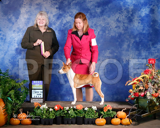 Basenji-5226-HstnNov13-HR